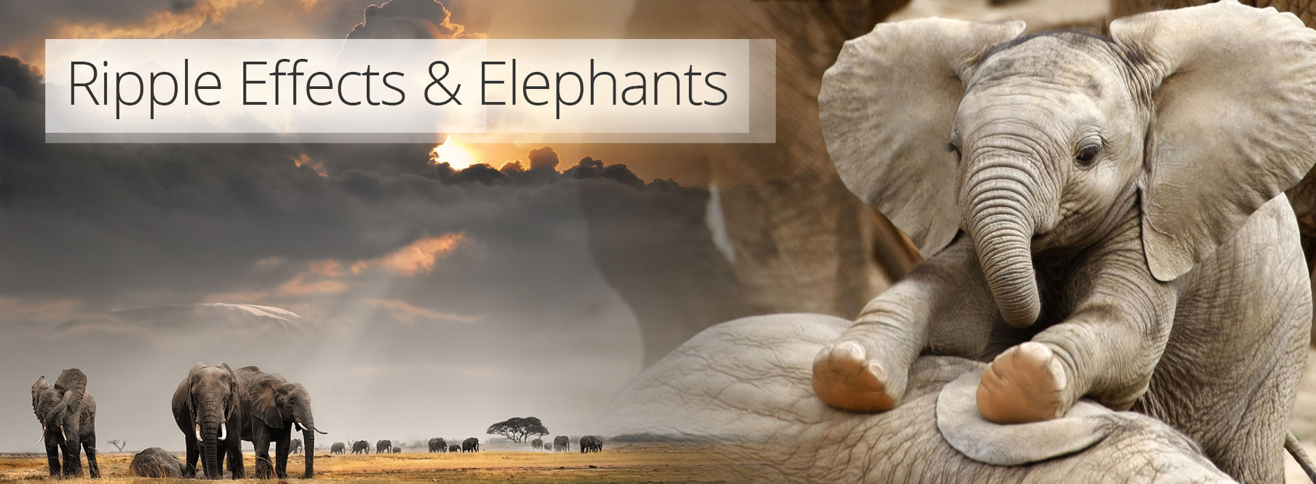 Ripple Effects & Elephants for Paul G Allen